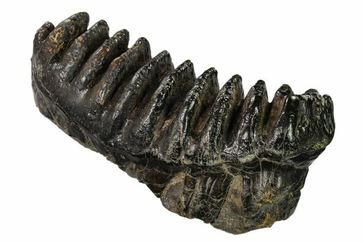 Fossil Stegodon Molar - Indonesia #146532